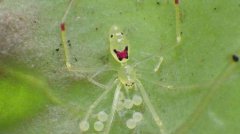 第一批温血恐龙可能在大约1.8亿年前漫游