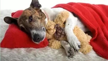 养狗最佳时机：狗狗从这个月开始养最好，生病几率最低