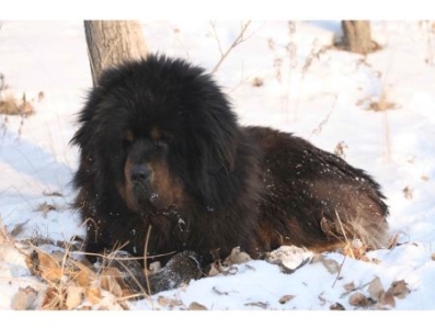 雪纳瑞犬咬人行为的五大成因解析