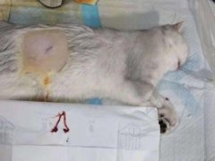 去除强化地板上的猫尿味4招教你处理才会没味道