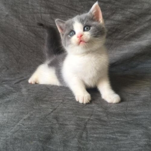 如何去除强化地板上的猫尿味?4招教你怎么处理?才会没味道