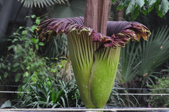 地球上十种神奇的植物排行榜 ：会跳舞的植物你见过吗？