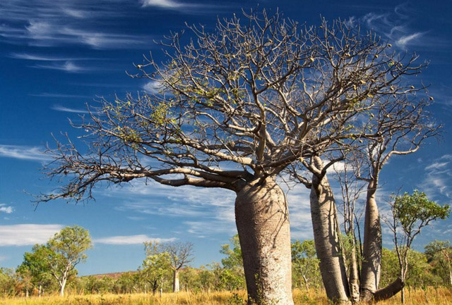 地球上十种神奇的植物排行榜 ：会跳舞的植物你见过吗？