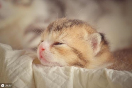 夜视?通灵?预知死亡?盘点猫咪的六大超能力