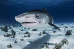 趣知识：一下雨就有青蛙叫一下雨就有青蛙哪里来的