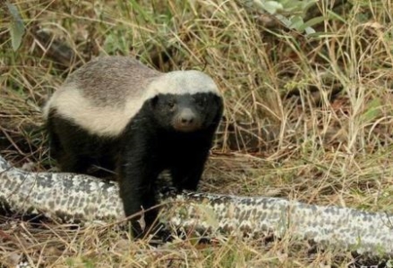 吃东西的时间到了：研究显示青蛙敲击脚趾可能是一种吸引猎物的策略