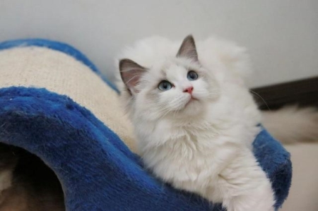 兔子吃什么草不拉稀？兔子吃什么草能防疾病