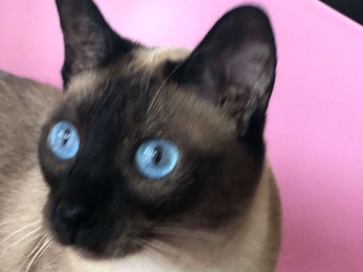 兔子吃什么草不拉稀？兔子吃什么草能防疾病