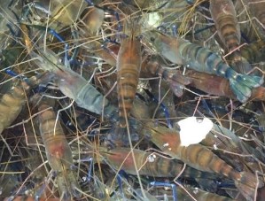 磷虾体形与小虾相似,磷虾的身体很透明