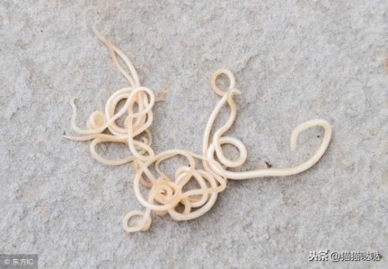 猫咪下巴脱臼不常见但也不好治,提前预防很重要 猫咪下巴脱臼能自愈吗?