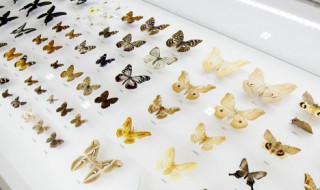 草龟的正确养法如何养草龟