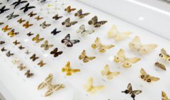 草龟的正确养法养草龟