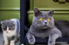 让铲屎官头疼的猫咪耳螨，一起学习医治什么