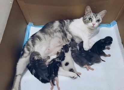 猫粮怎么选择?5款热门猫粮