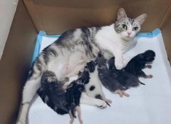 猫粮选择5款热门猫粮