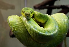 游走鲸水路两栖的史前生物