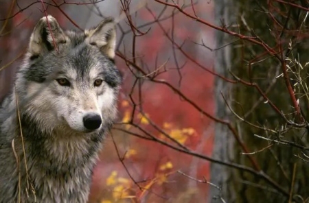 游走鲸 水路两栖的史前生物