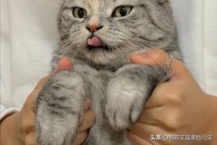 判断小猫的年龄看这6个地方就不会错