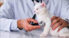 猫咪拉肚子了解决办法？方法解决猫咪的拉稀问题