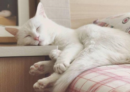 如何防止猫咬人抓人？被猫咬伤或者抓伤后我们该如何反应？