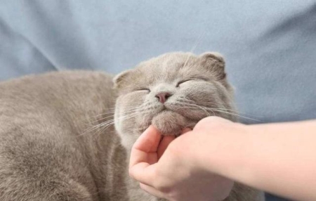 如何防止猫咬人抓人？被猫咬伤或者抓伤后我们该如何反应？