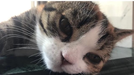 如何防止猫咬人抓人？被猫咬伤或者抓伤后我们该如何反应？