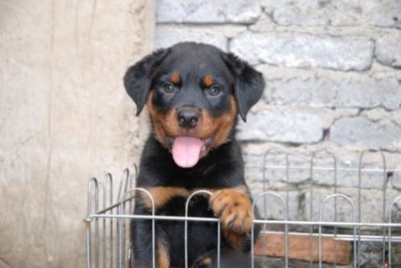 博美犬便秘问题：真相及解决方法