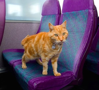 如何清理猫砂盆？清理猫砂盆的步骤，看看你平时做得对了没有