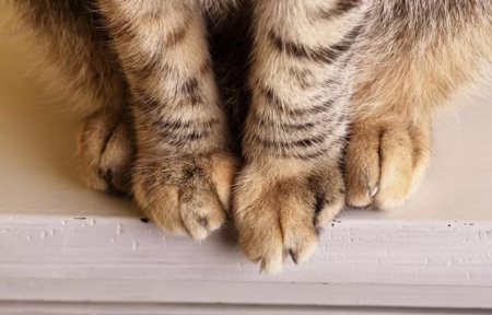 折耳猫虽然可爱，但容易得一种病，可能一生处于痛苦之中！ 折耳猫会发生什么病症