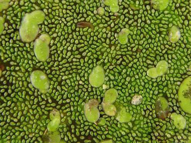 地球上最小的花