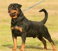 识别纯种萨摩耶：五大特征辨真伪，你的狗狗