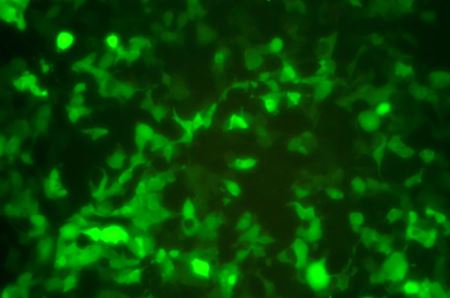 最简单的烤牛奶的做法无敌好吃的烤牛奶超简单0失败教程