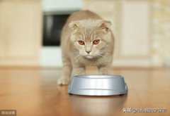 捡到一只猫咪，猫咪几岁估算猫咪的年龄通过