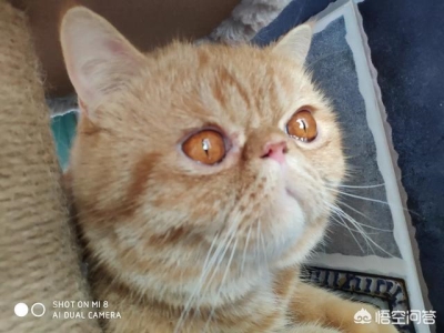 狗狗剖腹产?狗狗剖腹产后多长时间可以再生