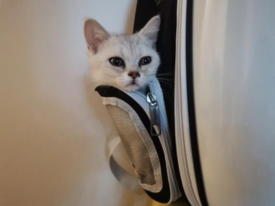 狗狗剖腹产?狗狗剖腹产后多长时间可以再生