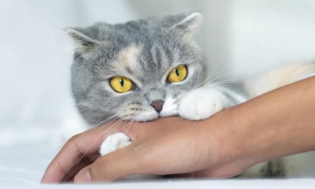 美短还是属于折耳？从哪个标准来判断它是哪种猫？教你分辨折耳猫品种