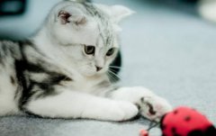 银渐层猫多少钱一只养一只银渐猫咪要多少钱