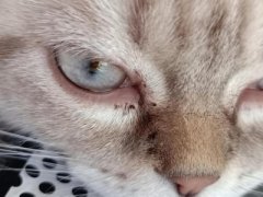 猫咪手受伤了解决办法？猫咪手指断了能自愈