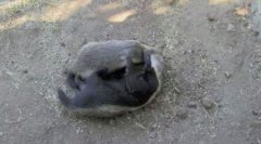 恐龙时代存活下来的两栖动物正走向灭绝的道