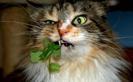 猫咪不吃饭，该怎么办？怎么才能让猫咪乖乖进食？