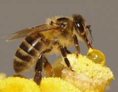 每株无花果树的果实中都有一只死黄蜂竟是事