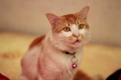 蓝猫价格表，价格差距大吗？猫的价格是根据