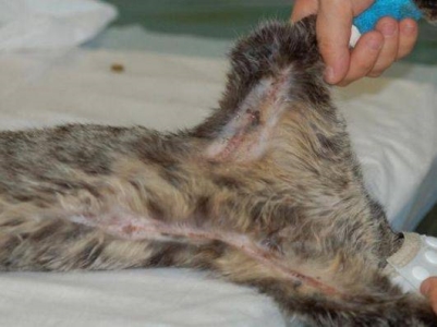 湿湿冷冷的猫鼻子，是猫咪身上最与众不同的部位 猫咪鼻子凉凉的湿漉漉的