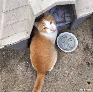 如何给猫猫驱虫？怎么样选择猫咪驱虫药？