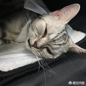 如何给猫咪喂药?这几个小计策值得一试,让猫咪能吞下适量的药物