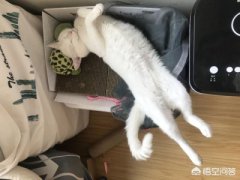 全黑的猫还是比较少见的，养黑猫说法
