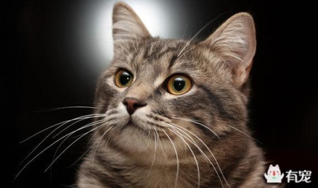 加菲猫是什么品种？这个品种就是人见人爱