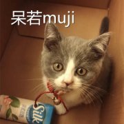 猫咪肠胃炎调理才会好采取这些方法来护理猫