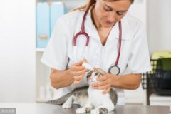 猫咪打嗝可不好笑，可能是疾病的信号，幸免