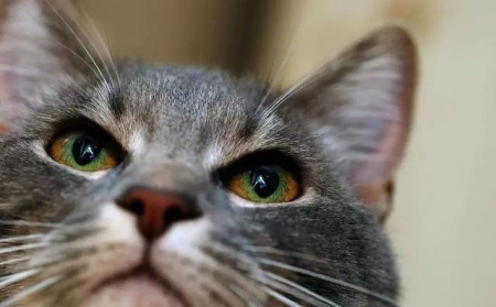 猫咪这几个行为,是在告诉你:它生病了